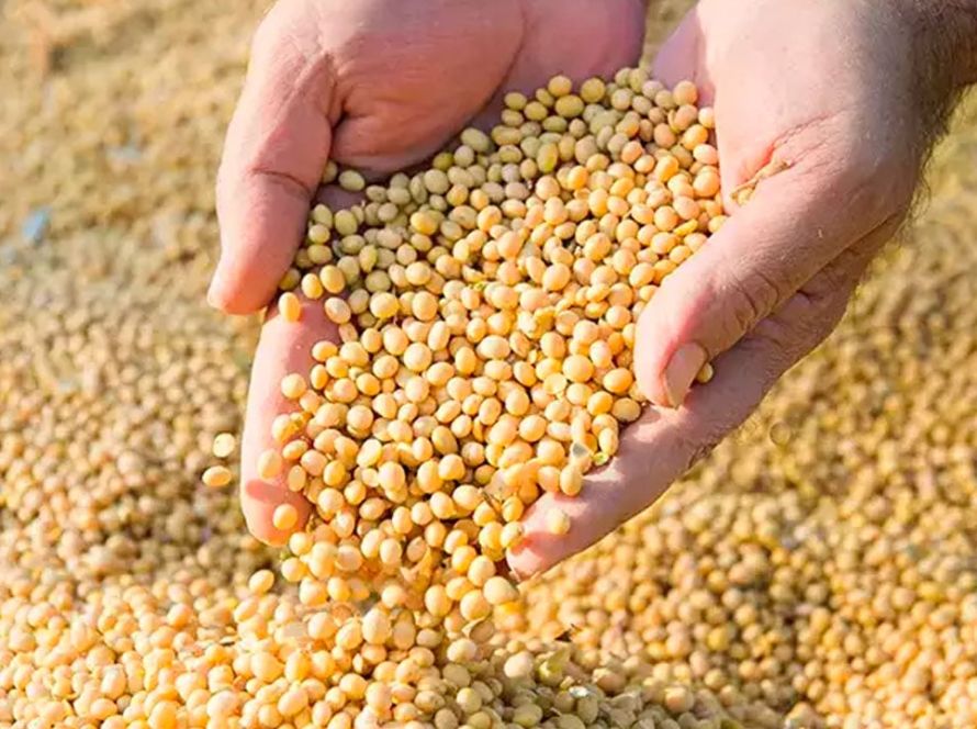 Imea aponta que sistema financeiro lidera fontes de financiamento para produção de soja em MT