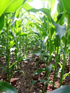 Imea estima aumento no plantio de milho em Mato Grosso, mas produção menor