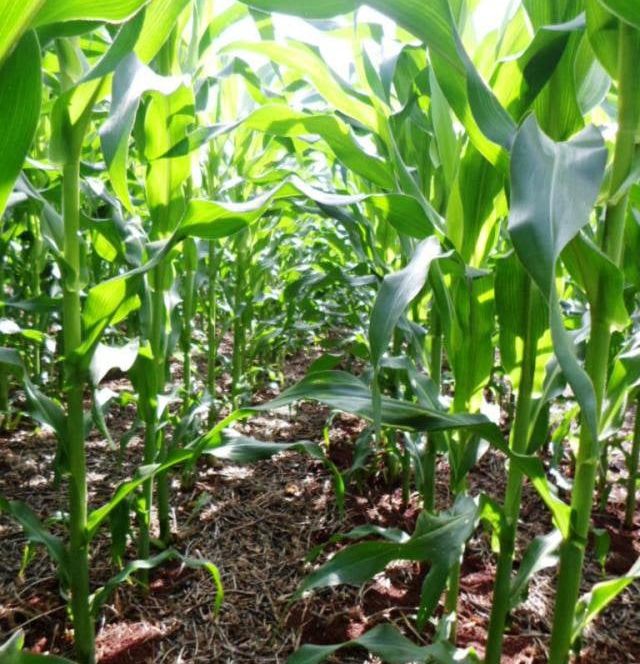 Imea estima aumento no plantio de milho em Mato Grosso, mas produção menor