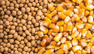 Imea reduz previsão de safra de algodão de MT; mantém projeção para soja e milho