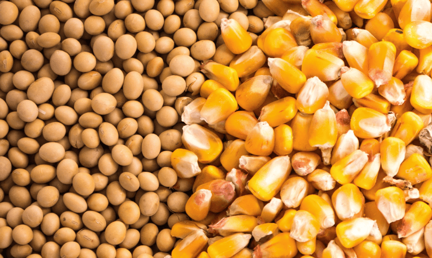 Imea reduz previsão de safra de algodão de MT; mantém projeção para soja e milho