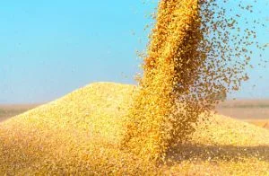 Implantação de usina de etanol de milho é anunciada no Oeste do Paraná