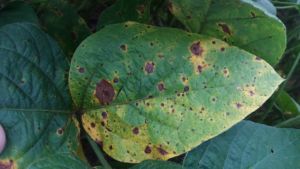 Mancha-alvo pode causar até 20% de queda do potencial produtivo da soja