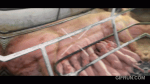 Mato Grosso do Sul: tecnologia e sustentabilidade