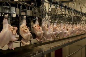 Mercado árabe sustenta avanço das exportações de frango do Brasil