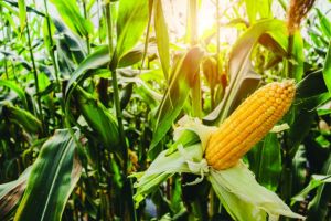 Milho tem ano de preços firmes mesmo com colheita recorde no Brasil