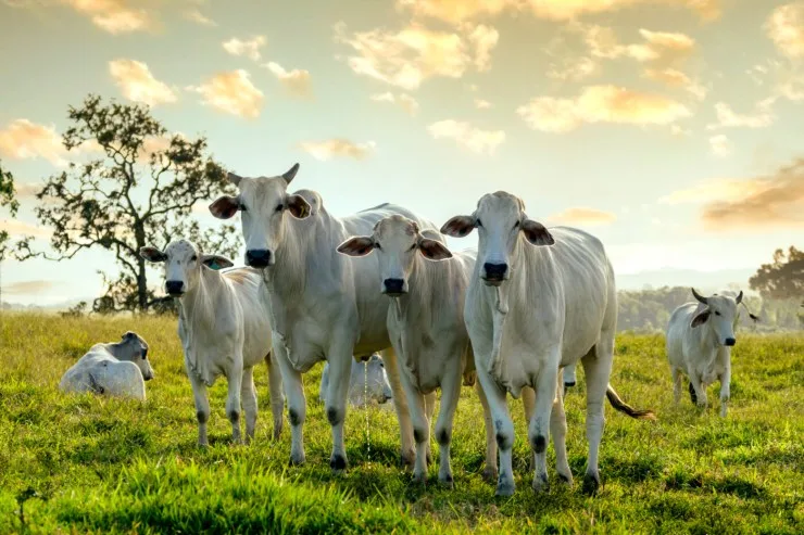 Pará lança Cheque Pecuária para integrar pequenos produtores à agenda ambiental