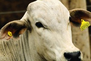 Pará prorroga rastreabilidade de bovinos e bubalinos até 2030