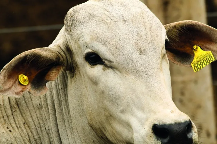 Pará prorroga rastreabilidade de bovinos e bubalinos até 2030
