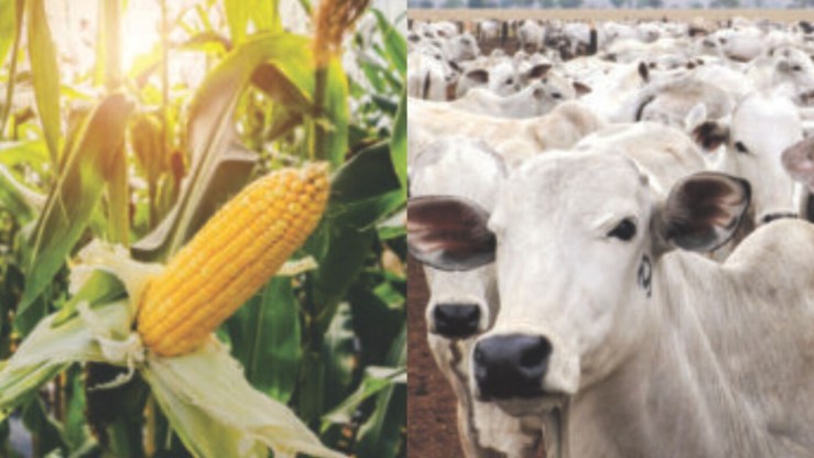 Pecuária e milho puxam crescimento de 6,4% do VBP de Sergipe em 2025