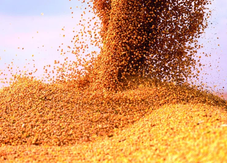 Real valorizado freia venda de soja e deixa produtor em compasso de espera no Brasil