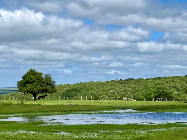 Retorno das chuvas muda estratégia no campo nativo e exige ajustes no pasto