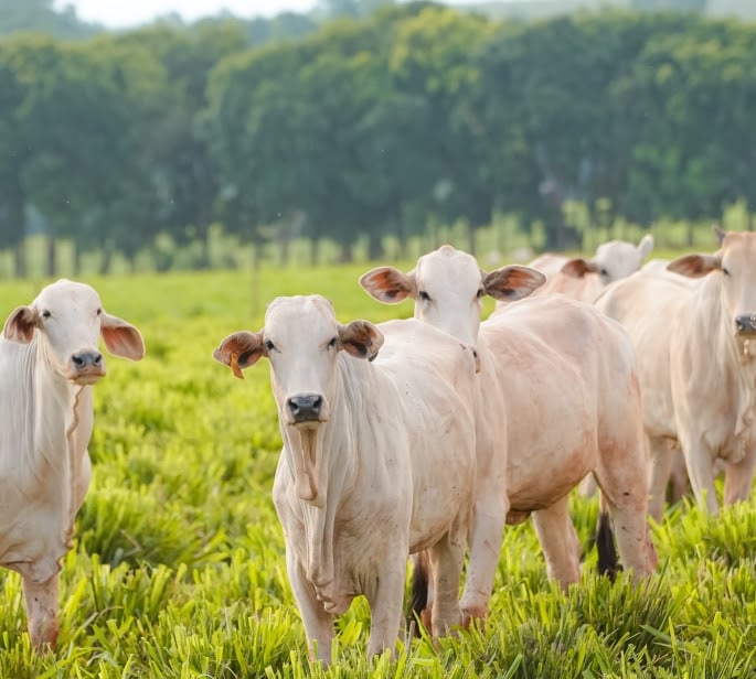 Retrospectiva: Avanços sanitários, novos programas e articulação política marcam o agro de Mato Grosso do Sul em 2025