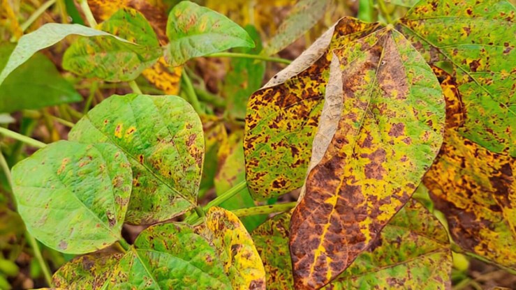 Safra 2025/26 de soja registra avanço precoce da cercospora