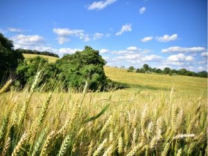 Safra de inverno em Santa Catarina termina com retração do trigo e avanço de aveia e cevada