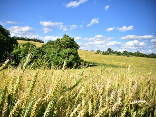 Safra de inverno em Santa Catarina termina com retração do trigo e avanço de aveia e cevada