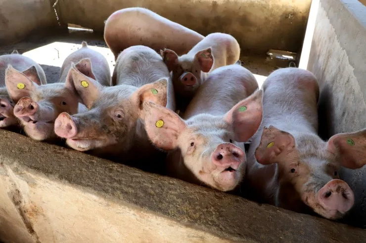 Suinocultura de Santa Catarina lidera exportações e responde por 25% do PIB estadual em 2025
