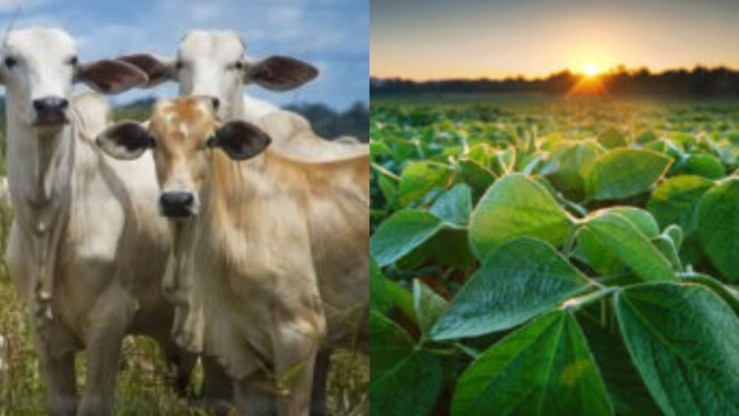 Agro de Rondônia atinge R$ 30 bilhões em 2025 com liderança da pecuária