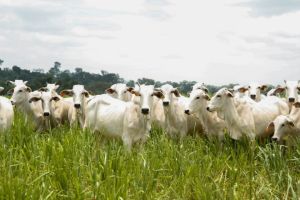 Agro goiano fecha safra 2024/25 com recordes em grãos e pecuária