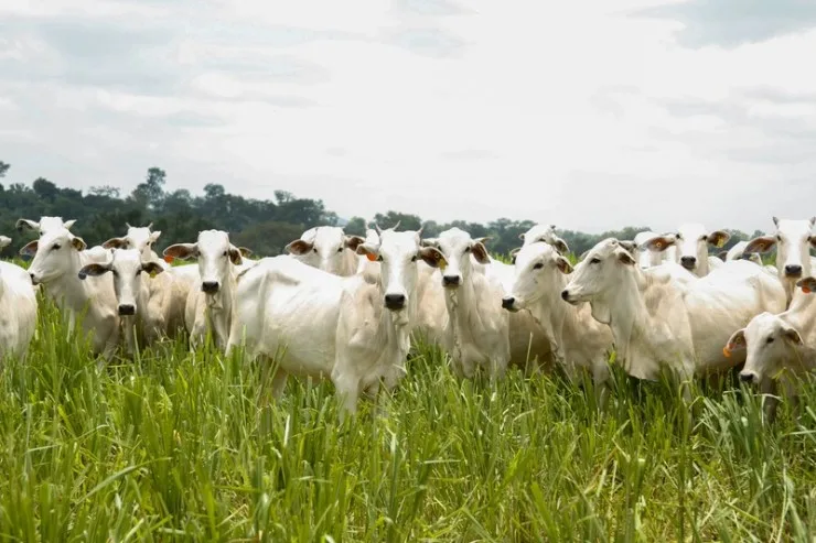 Agro goiano fecha safra 2024/25 com recordes em grãos e pecuária