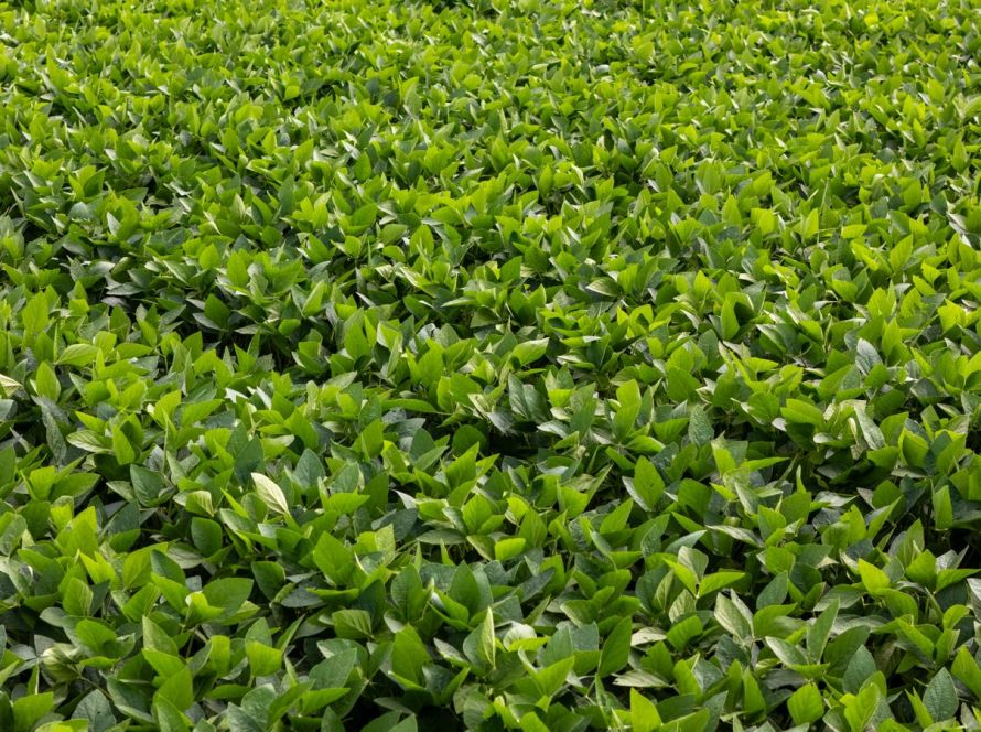 Aprosoja MT celebra saída de tradings agrícolas da Moratória da Soja