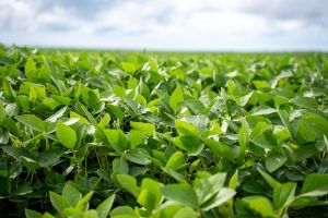 Aprosoja MT destaca importância da prorrogação do diferimento do ICMS para fertilizantes em Mato Grosso