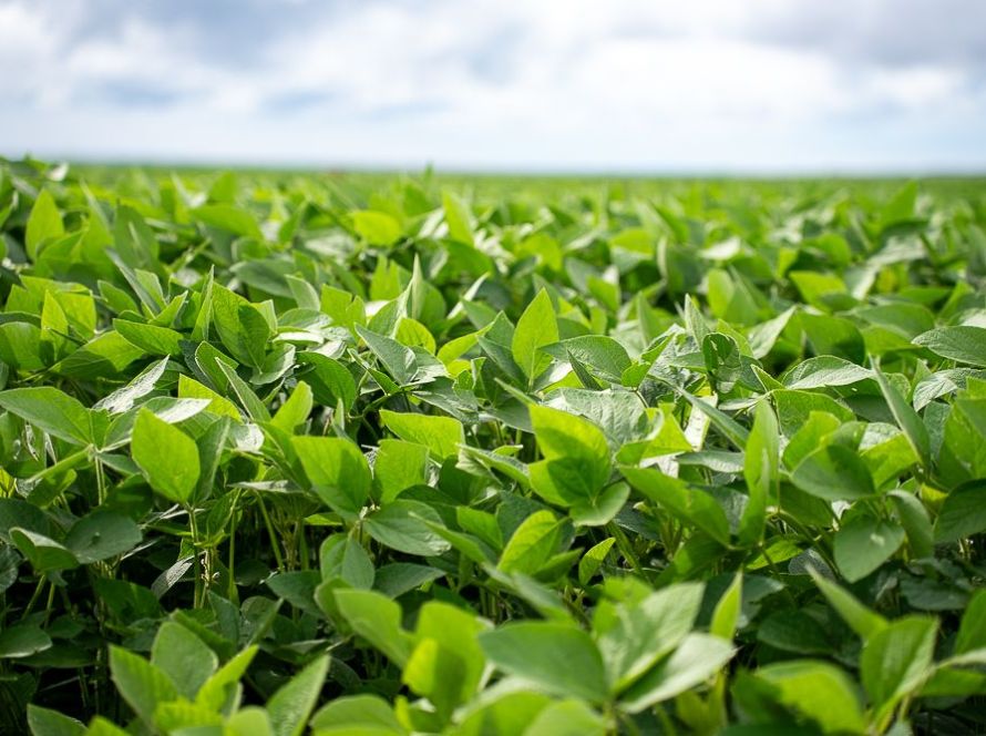 Aprosoja MT destaca importância da prorrogação do diferimento do ICMS para fertilizantes em Mato Grosso