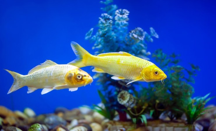 AquaBrasil inicia 2026 com exportações em alta e metas acima do previsto