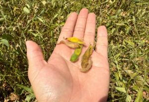 Clima seco deixa produtores da região Sul do Mato Grosso do Sul em alerta