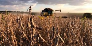 Colheita de soja em MT atinge 25% da safra; plantio de milho e algodão avançam, diz Imea