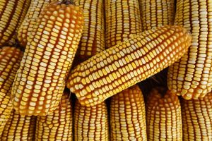 Custo do milho 25/26 subiu 2,56% no Mato Grosso, aponta Imea