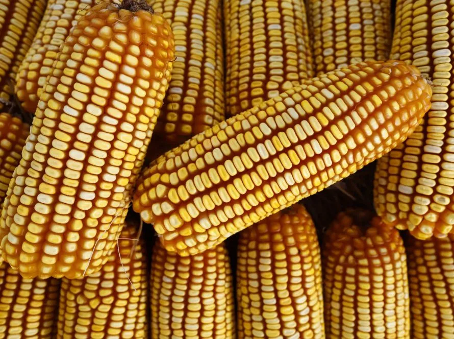 Custo do milho 25/26 subiu 2,56% no Mato Grosso, aponta Imea