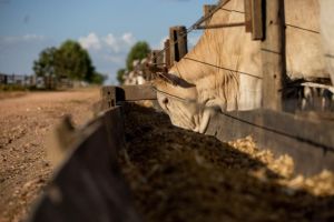 Em 20 anos, Mato Grosso quase dobra abate de bovinos jovens e amplia produção em 42,9%