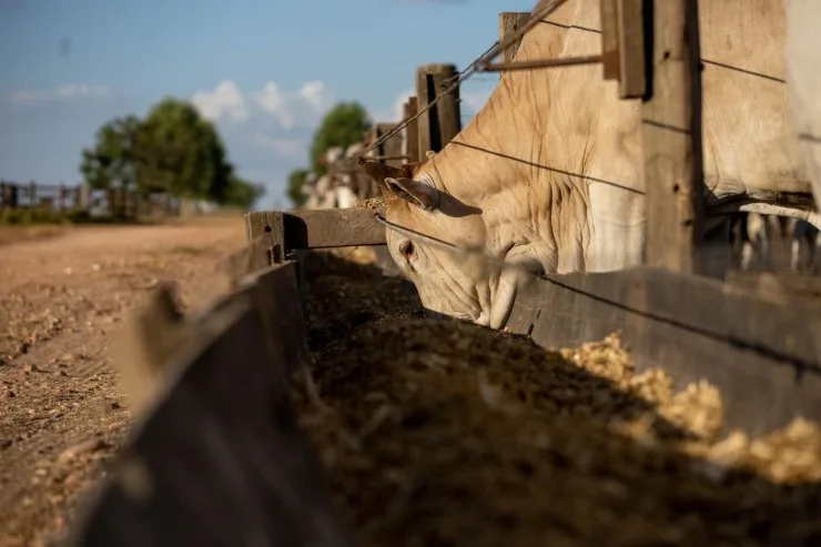 Em 20 anos, Mato Grosso quase dobra abate de bovinos jovens e amplia produção em 42,9%