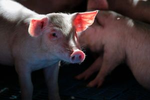 Exportações recordes sustentam mercado do suíno no início de 2026