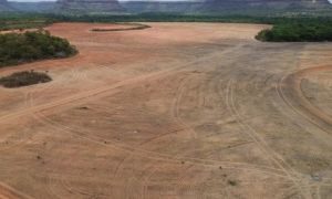 Exportadores de soja deixam acordo sobre desmatamento na Amazônia