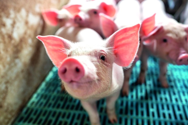 Faturamento cresce em 5 das 6 culturas bilionárias do Mato Grosso do Sul