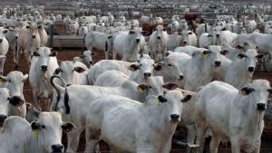 Mato Grosso amplia abate de bovinos em 43% desde 2006