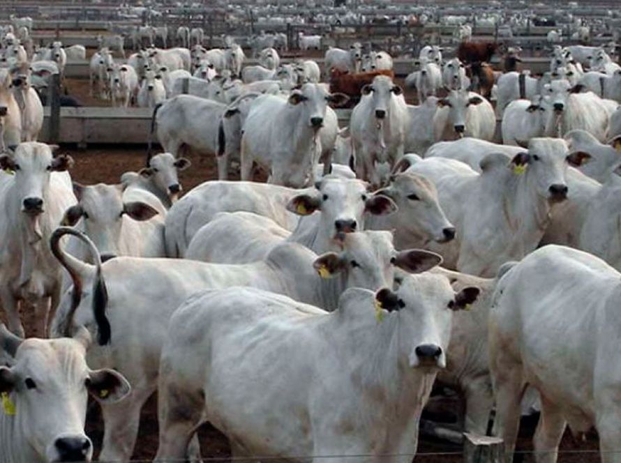 Mato Grosso amplia abate de bovinos em 43% desde 2006