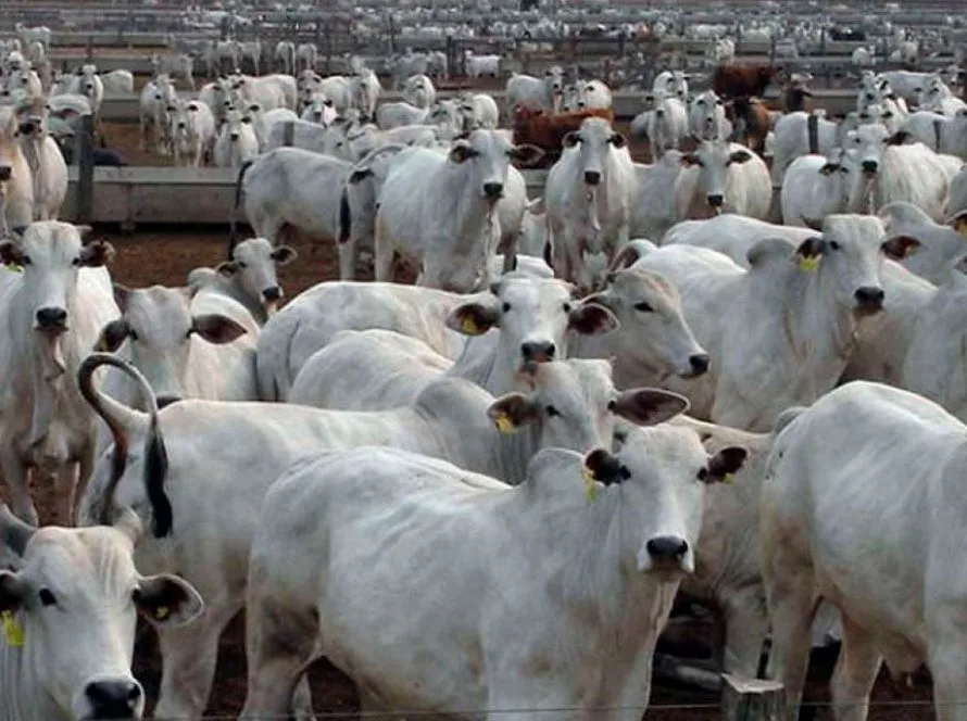 Mato Grosso amplia abate de bovinos em 43% desde 2006