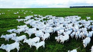 Mato Grosso bate recordes e projeta novo salto na pecuária de corte em 2026