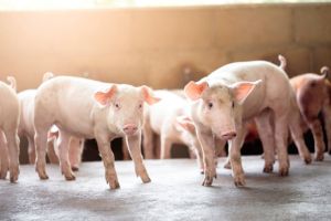 Mercado de suínos inicia 2026 em ajuste após um ano de exportações recordes