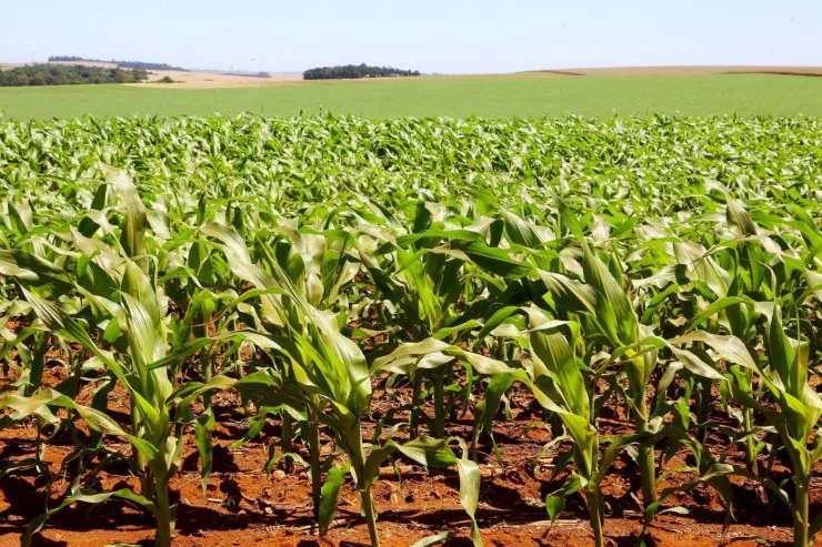 Mesmo com altas temperaturas e chuvas irregulares, soja e milho avançam no Paraná