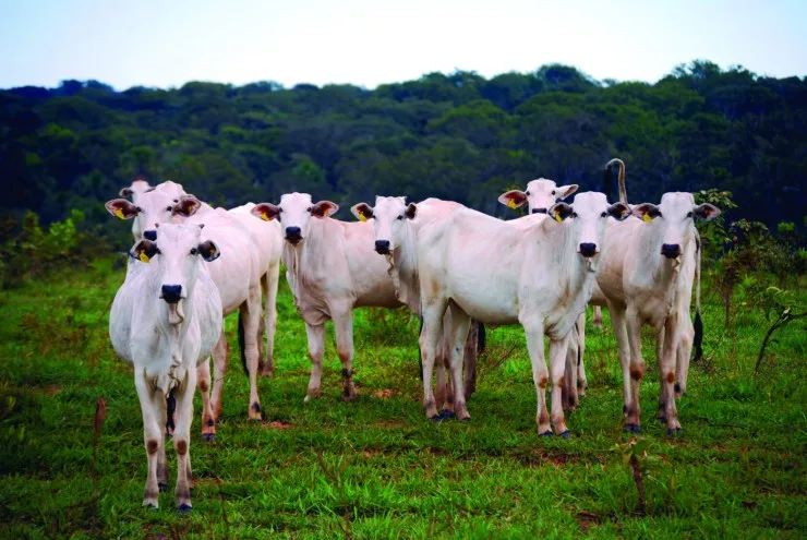 Passaporte Verde transforma regularização ambiental em política de inclusão no agro do Mato Grosso