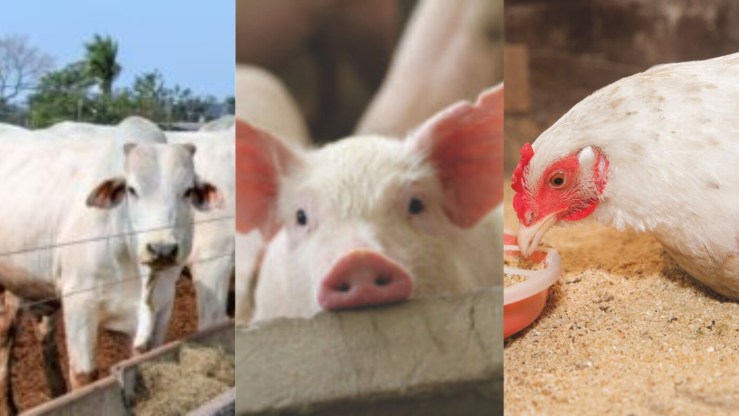 Pecuária catarinense alcança recordes de produção e exportações em 2025