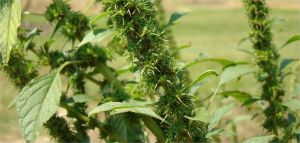 Pesquisadora do MS mostra como eliminar Plantas Daninhas gastando até 50% menos com Herbicidas