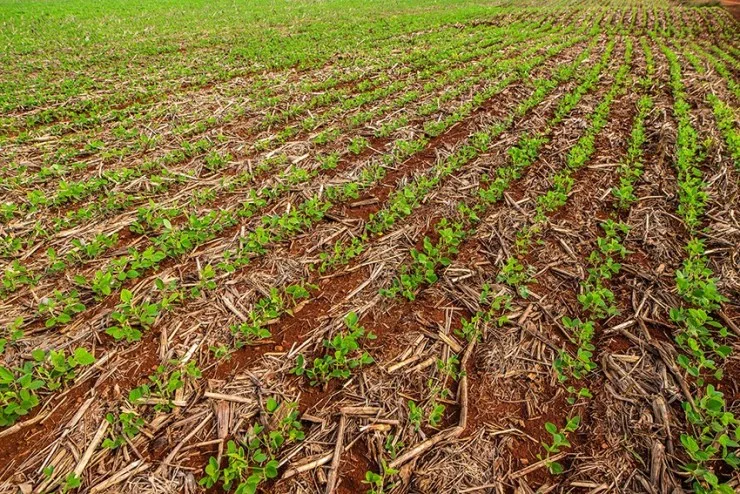 Portaria do Paraná amplia período de plantio da soja para produção de sementes