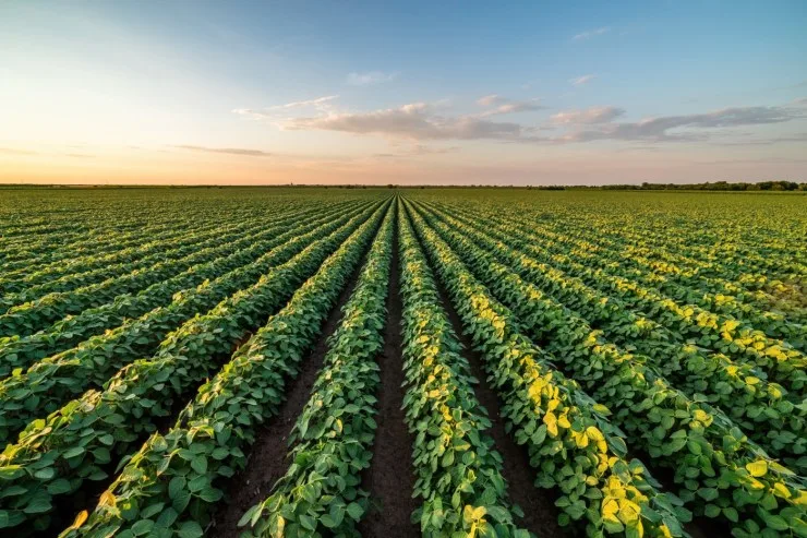 Produção maior no Brasil e nos EUA amplia oferta global de soja