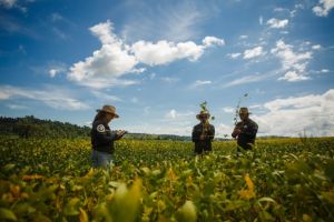 Rally da Safra inicia etapa soja com cenário de estabilidade e potencial de crescimento