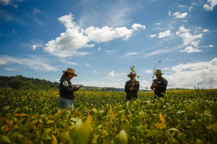 Rally da Safra inicia etapa soja com cenário de estabilidade e potencial de crescimento